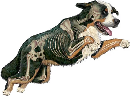 Anatomía y cuidados del Bernés de la Montaña
