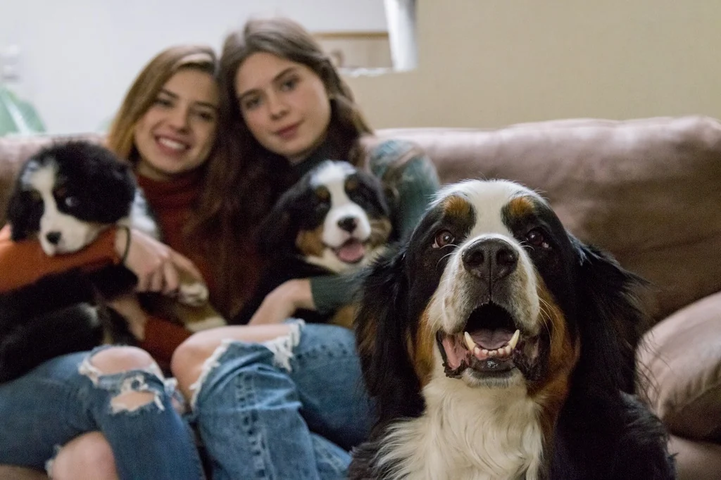 Familia conviviendo con perros Bernés de la Montaña de Grancos