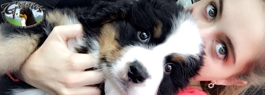 Cachorro Bernés de la Montaña de Grancos en familia